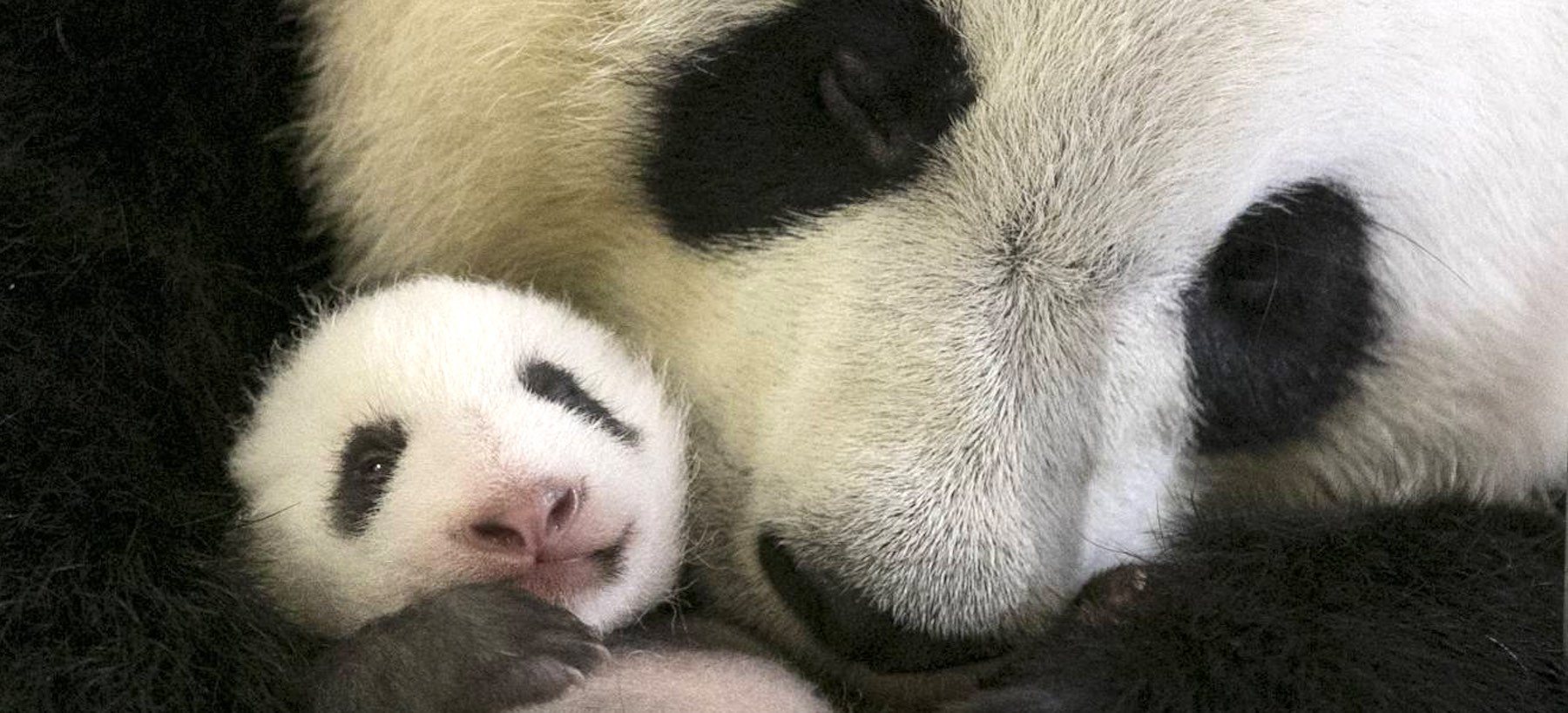 Les 10 photos les plus craquantes du bébé panda né au zoo de Beauval