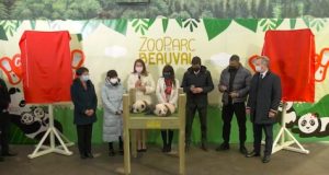 nom des pandas huanlili et yuandudu zoo de beauval