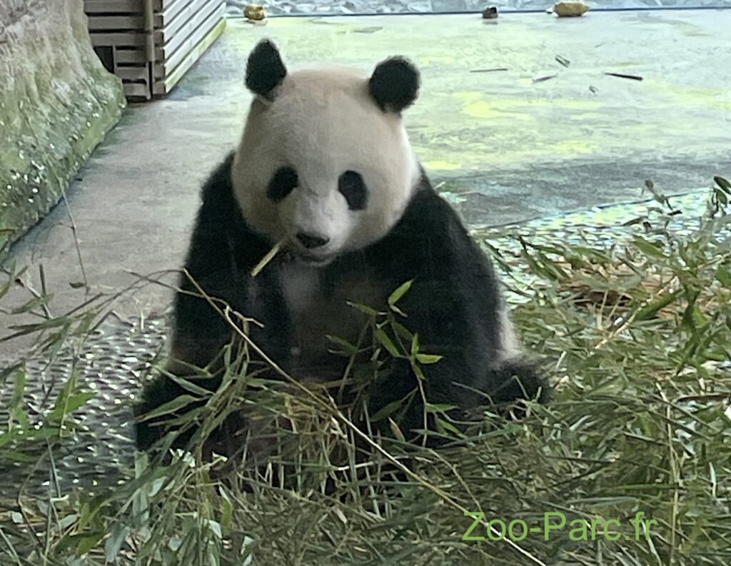 panda zoo de berlin
