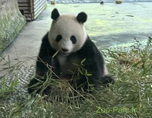 panda zoo de berlin