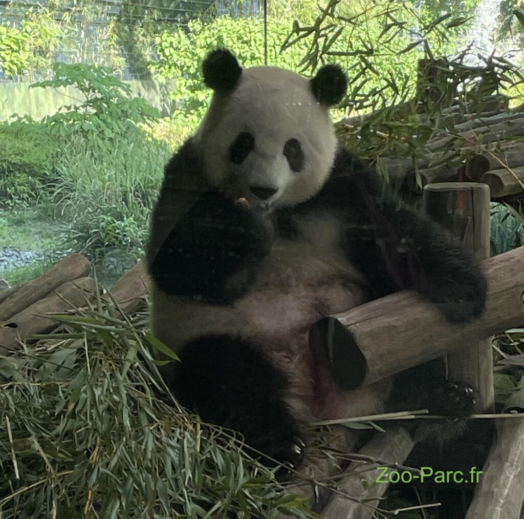 panda au zoo de Berlin en trai de manger du Bambou