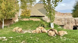 La Terre des lions zooparc Beauval