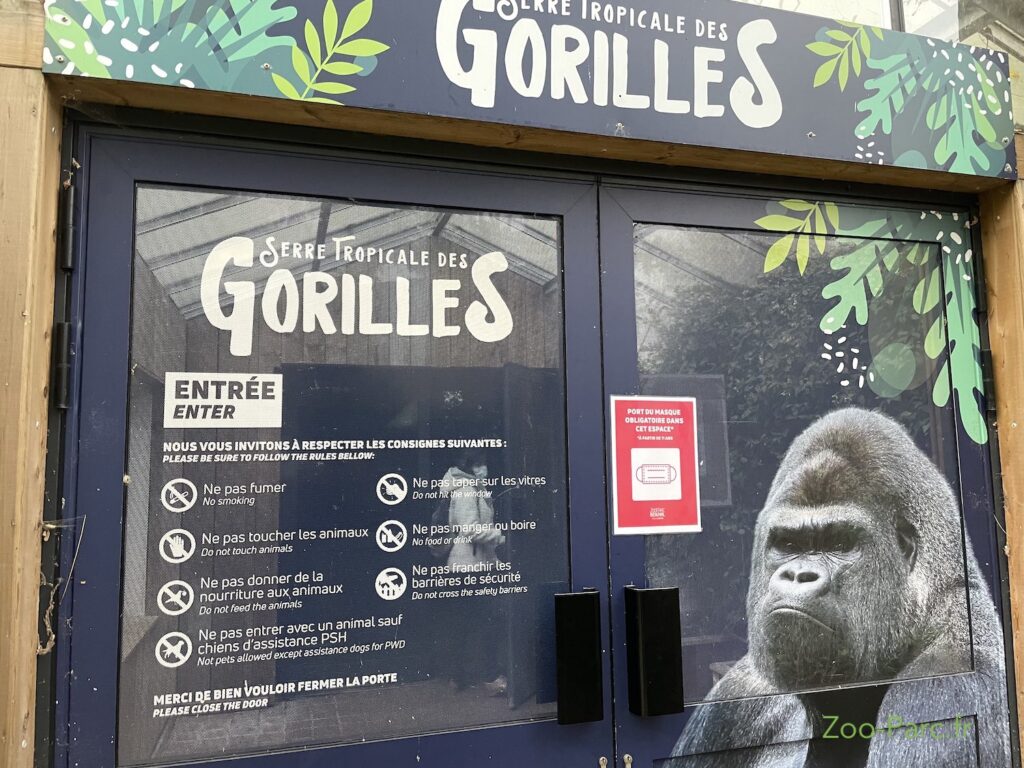 visite du Zoo de Beauval quand il pleut : serre des gorilles à l'abri