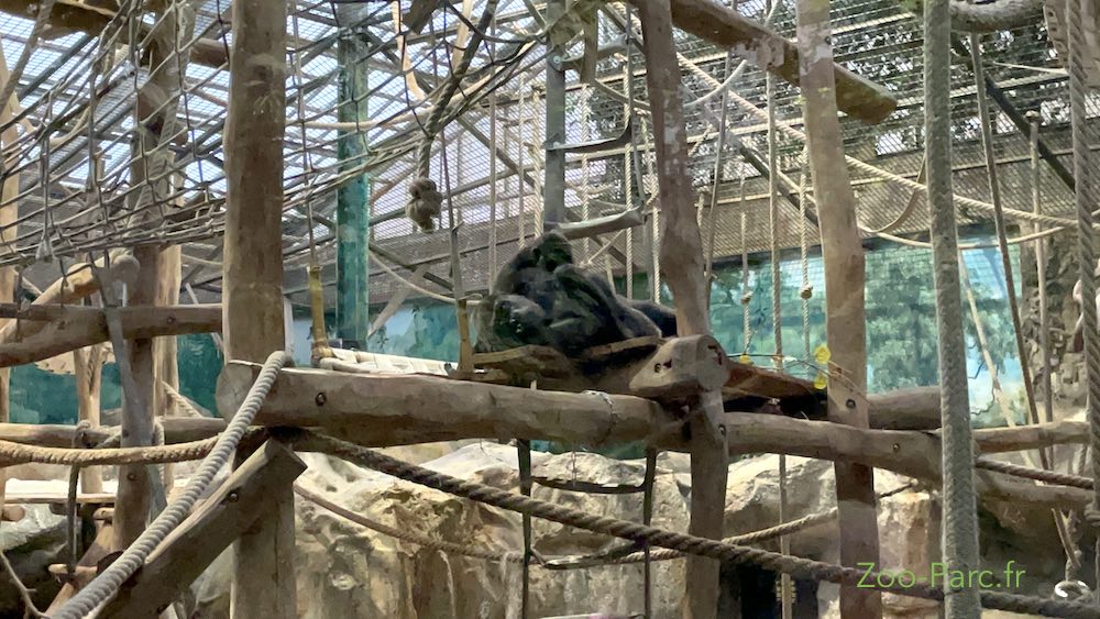 Serre Tropicale des gorilles : espace abrité de la pluie et de la neige à Beauval