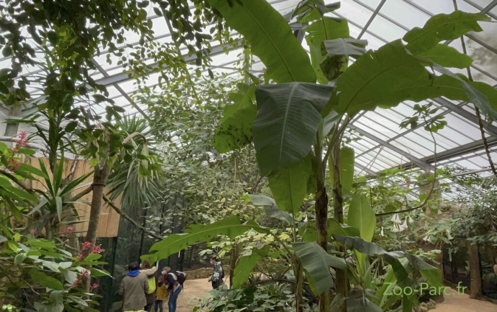 Serre tropicale abritée de la pluie au zoo de beauval