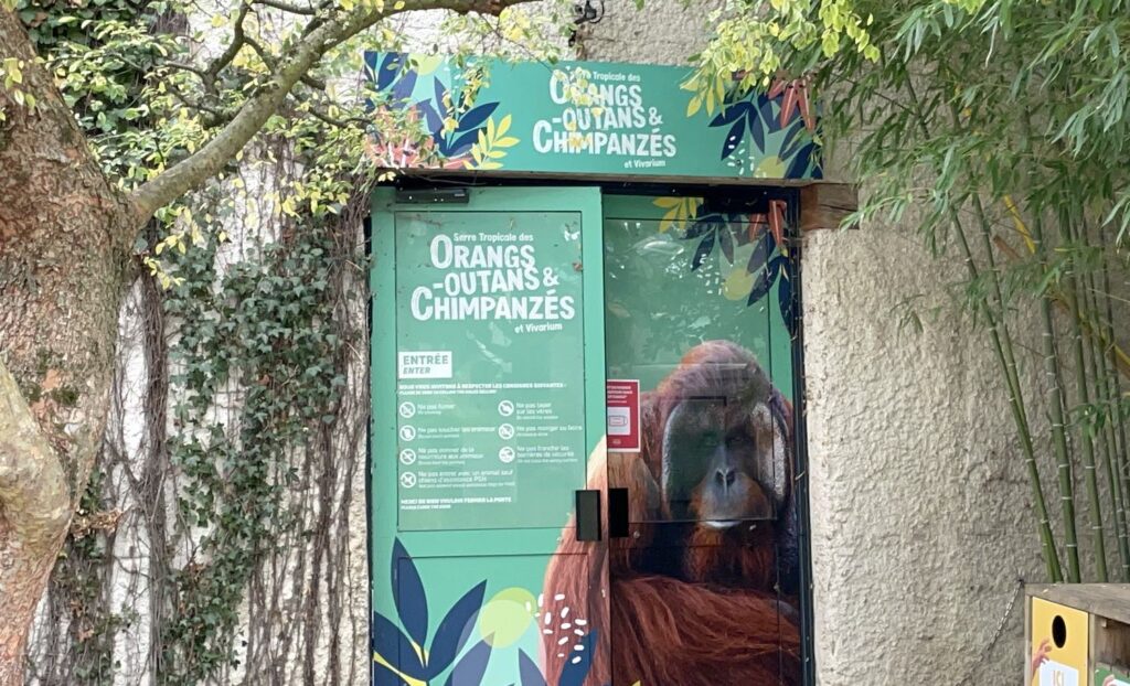 visiter Beauval sous la pluie : un abri à la Serre des chimpanzés et orang outans