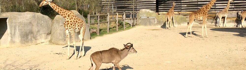 nouveauté zoo nouveau dans les parcs animaliers et safari aquarium en 2025 en France